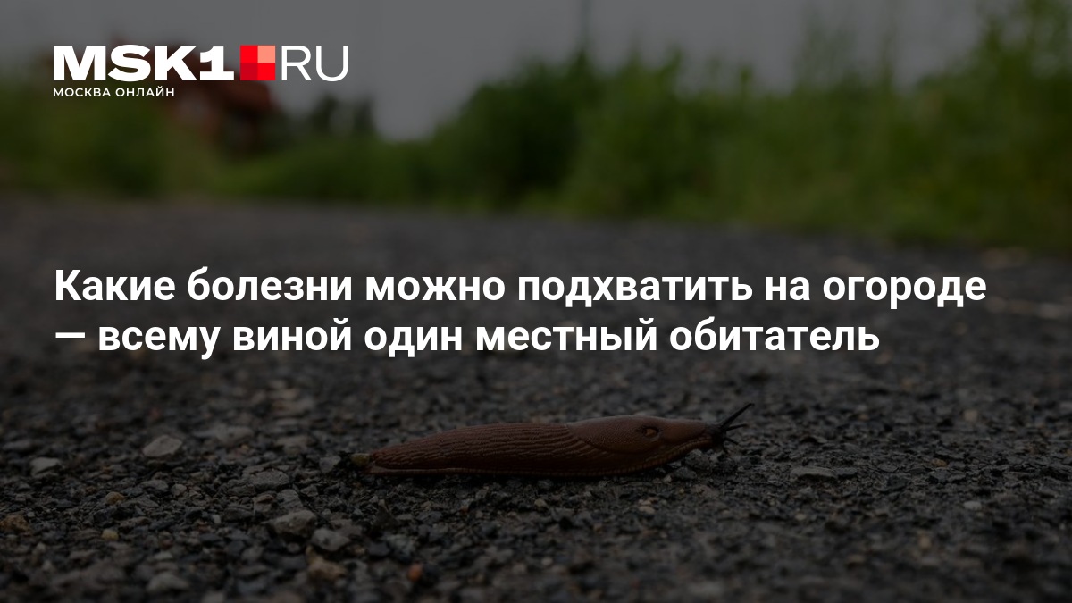 Врач Неронов рассказал, какие болезни переносят испанские слизни на российских огородах