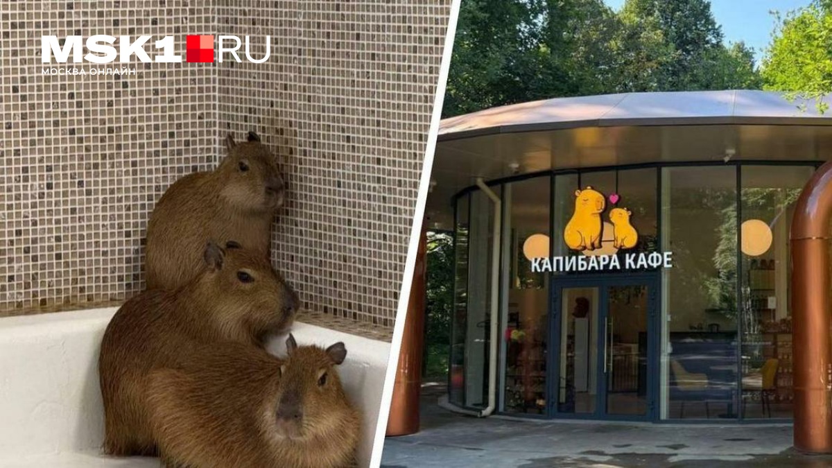Кафе с капибарами в Сокольниках опровергло обвинения в жестоком обращении с животными