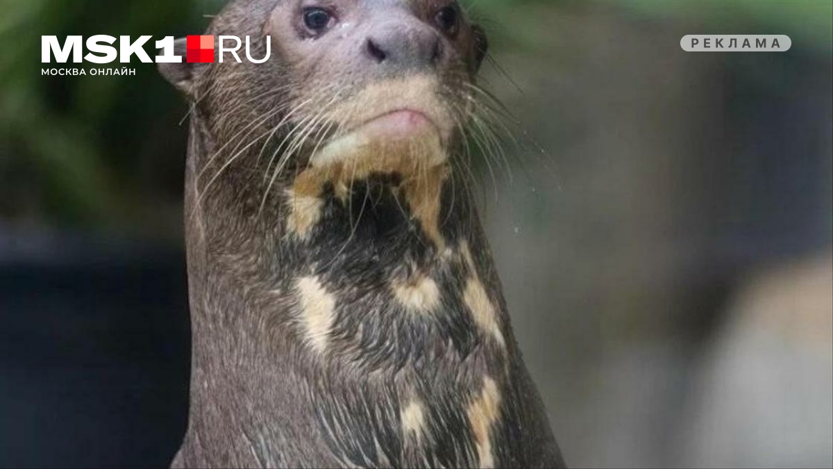«Национальная Лотерея» разыграет билеты в Московский зоопарк в августе и сентябре