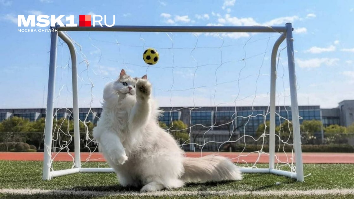 Объявлены финалисты фотоконкурса Pet Photography Awards 2026